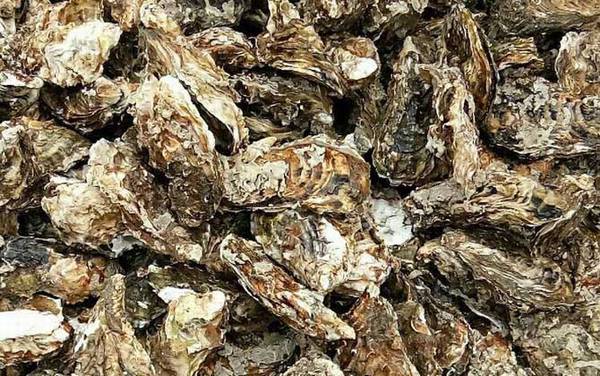 生蚝价格多少钱一斤?