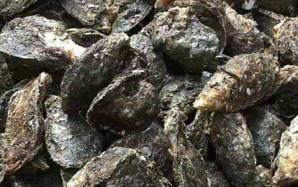 生蚝的做法蒸几分钟最好?