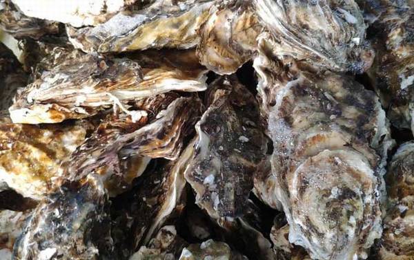 生蚝怎么保存最新鲜?