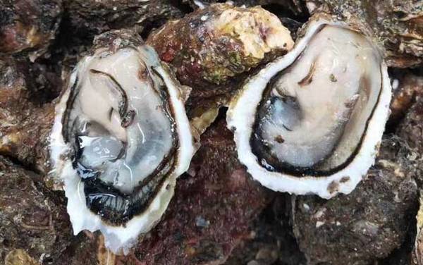 生蚝怎么开壳清洗?
