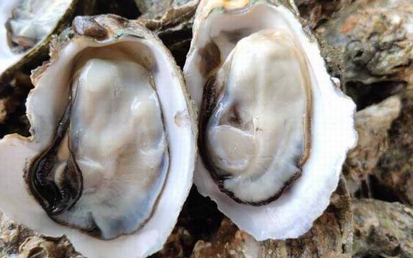 生蚝怎么开壳清洗?