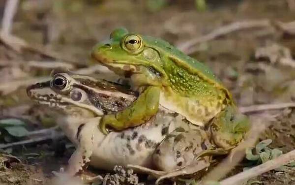 青蛙是什么动物?
