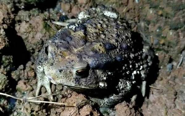 青蛙和蟾蜍有什么区别?