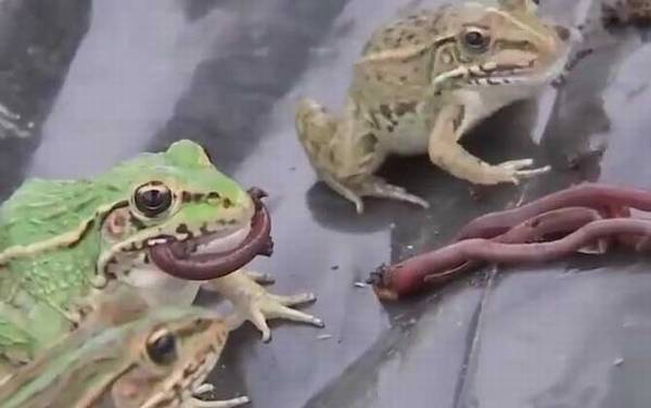 青蛙和蟾蜍有什么区别?
