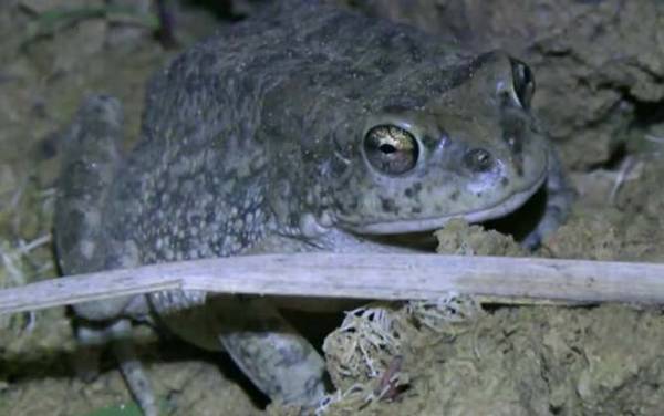 青蛙和蟾蜍有什么区别?