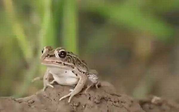 青蛙和蟾蜍有什么区别?