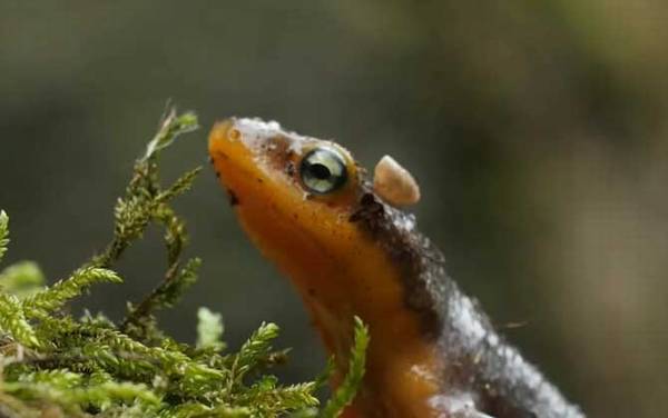 蝾螈是什么动物?