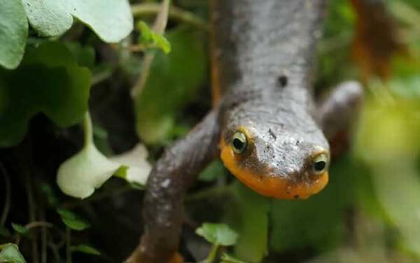 蝾螈吃什么食物?