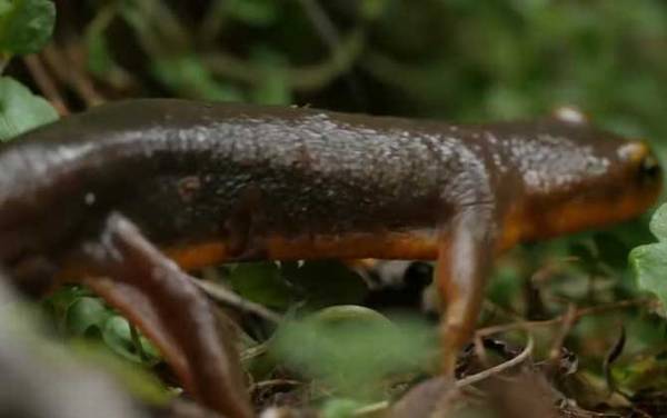 蝾螈吃什么食物?