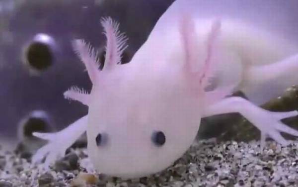 六角蝾螈是什么动物?