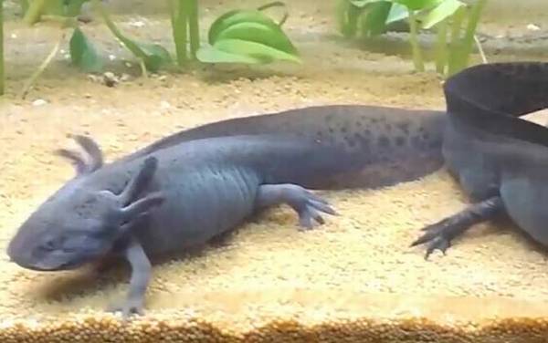 六角蝾螈是什么动物?