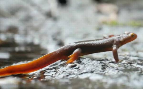 蝾螈毒素和河豚毒素一样吗?