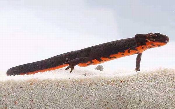 东方蝾螈是什么动物?