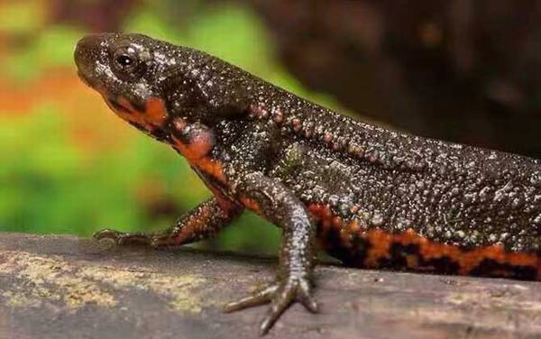 东方蝾螈是什么动物?