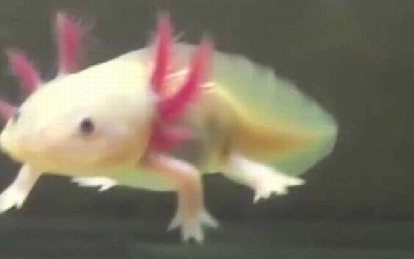 六角蝾螈是什么动物?