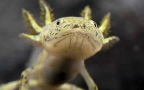 六角蝾螈是什么动物?