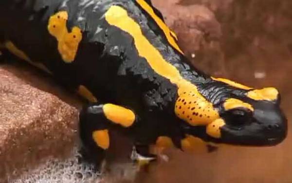 火蝾螈是什么动物?