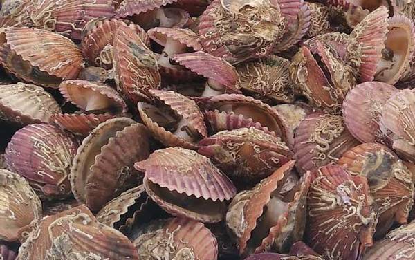 扇贝是什么东西?