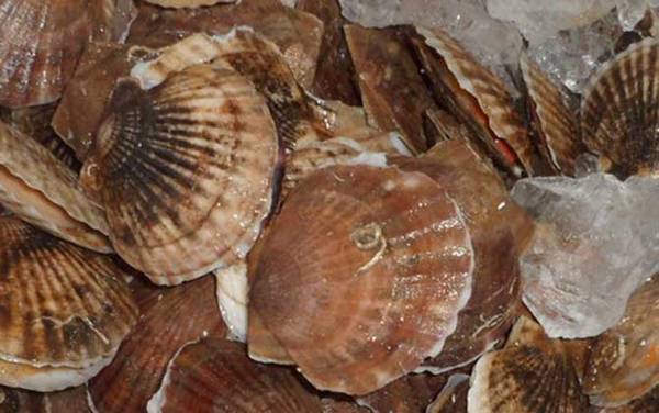 扇贝是什么东西?