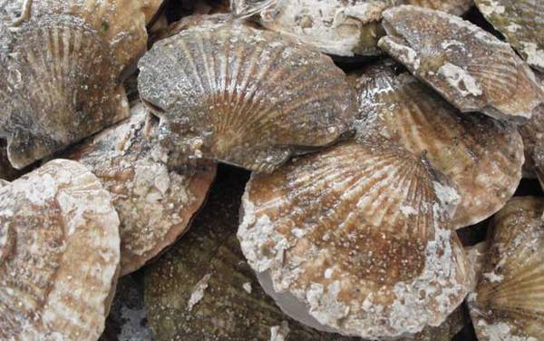 扇贝是什么东西?