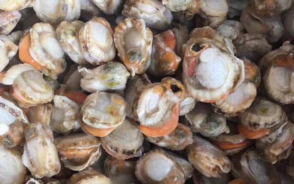 扇贝价格多少钱一斤?