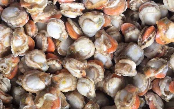 扇贝怎么清洗干净?
