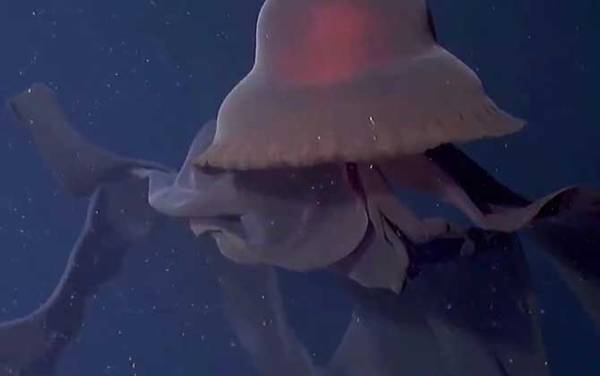 冥河水母是什么动物?