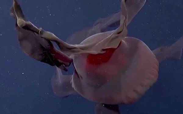 冥河水母是什么动物?