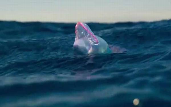 僧帽水母是什么动物?