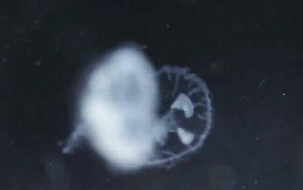 桃花水母是什么动物?