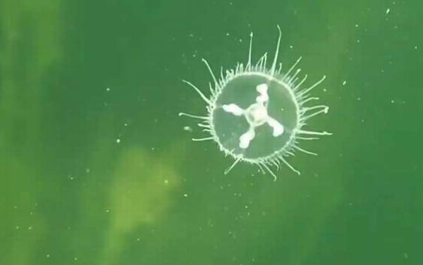 桃花水母是什么动物?