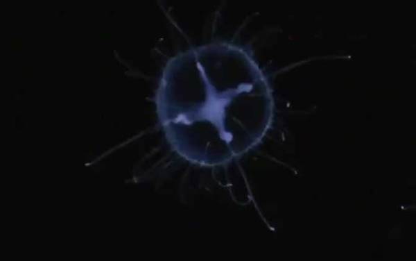 桃花水母是什么动物?