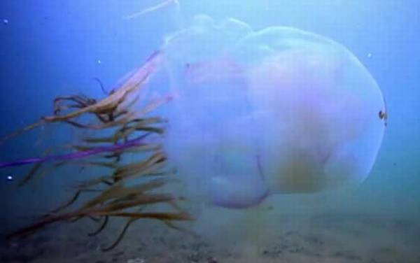 箱水母是什么动物?