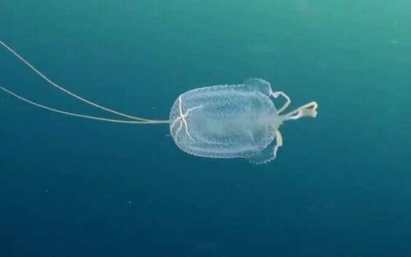 箱水母是什么动物?