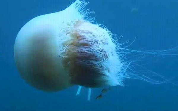 野村水母是什么水母?
