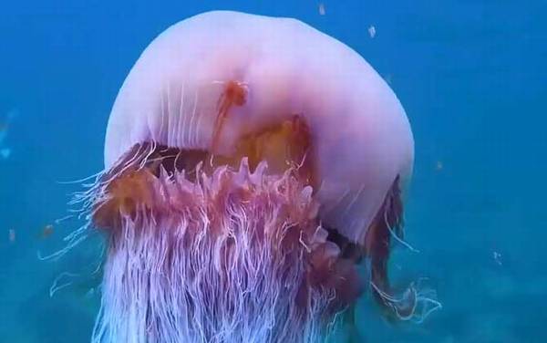 野村水母是什么水母?