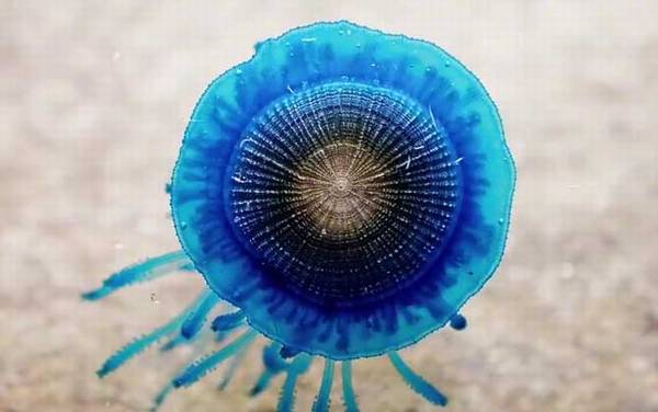 银币水母是什么动物?