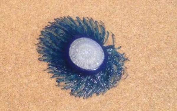 银币水母是什么动物?