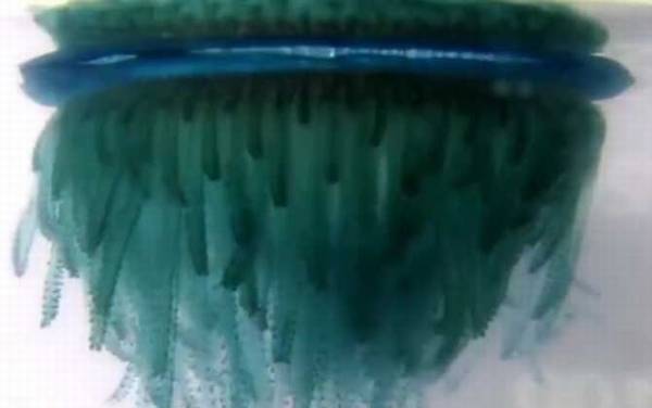 银币水母是什么动物?