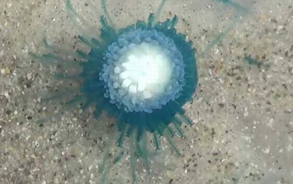 银币水母是什么动物?