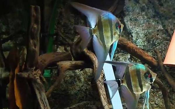 神仙鱼是什么鱼?