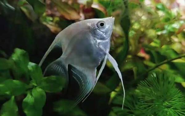 神仙鱼是什么鱼?