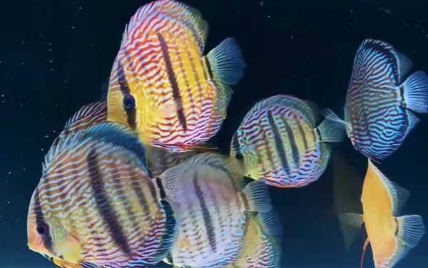 七彩神仙鱼是什么鱼?