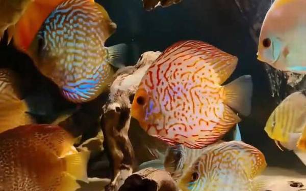 七彩神仙鱼是什么鱼?