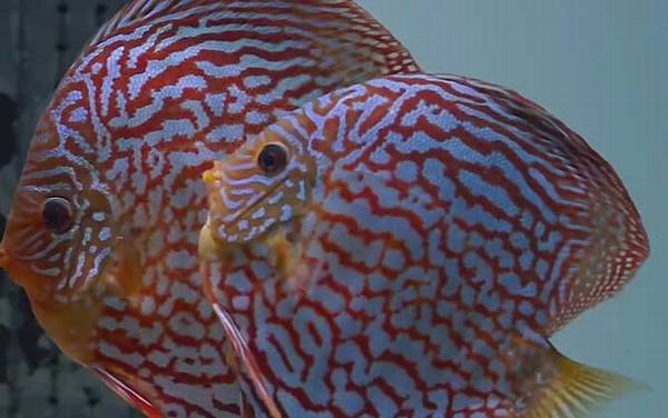 七彩神仙鱼价格多少钱一条?