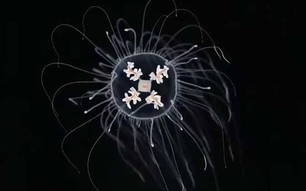 水母是什么动物?