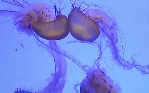 水母是什么动物?