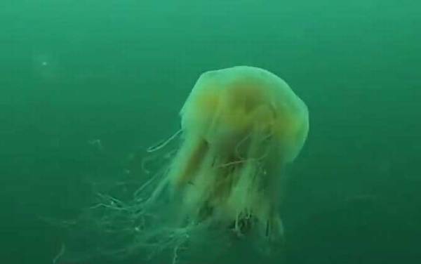 水母是什么动物?