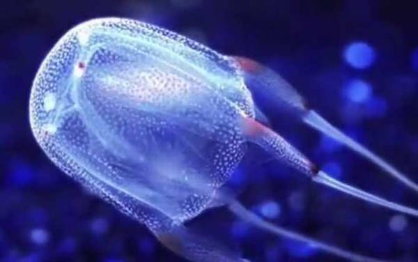 澳洲方水母的天敌是谁?