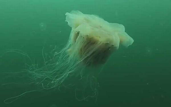 北极霞水母是什么动物?